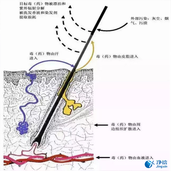  毛發(fā)毒品檢測(cè)儀檢測(cè)腿毛竟可以測(cè)出吸毒?做了全身脫毛也可以？